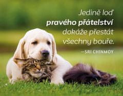 Magnet za hladilnik - Samo ladja pravega prijateljstva lahko preživi vse nevihte.