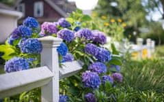 shumee INCO FLOROVIT HORTENSJA 1L IN
