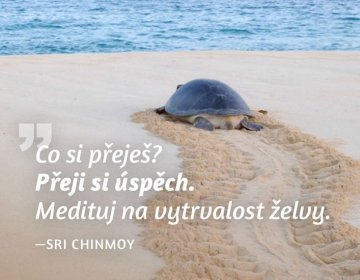 Magnet za hladilnik - Kaj želite? Želim si uspeha. Razmišljajte o vztrajnosti želve.