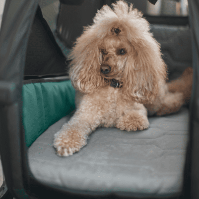 Thule Bexey pasja postelja, L