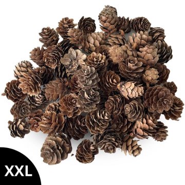 Rayher.	 Storžki, večje pakiranje, 100g