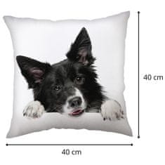 sarcia.eu Border collie PES Kvadratna blazina, DVOJNA dekorativna blazina, 40x40 cm, OEKO-TEX