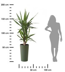 shumee Urbanika ECO lesen cvetlični lonec zelen h57 cm