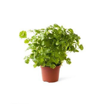 shumee Velik koriander v loncu