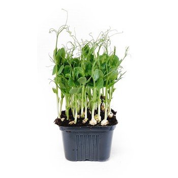 shumee Mikrozelenjava graha Food of Life v lončku 1 kos