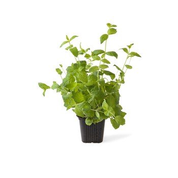 shumee Meta v lončku - sveža, aromatična, za kuhinjo in aromaterapijo