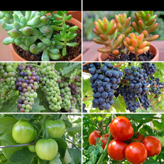 shumee LED svetilka za gojenje rastlin s polnim spektrom rasti cvetov z nastavitvijo sponke