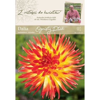 shumee Vrtna dalija Firebird, kolekcija dalij Legutko