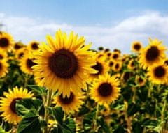 shumee 10 kg oluščenih sončničnih semen, raztresena hrana za ptice 10