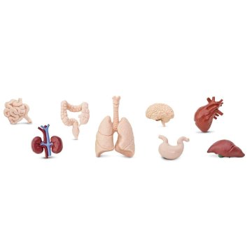 Pamina Store Human Organs (Človeški organi)