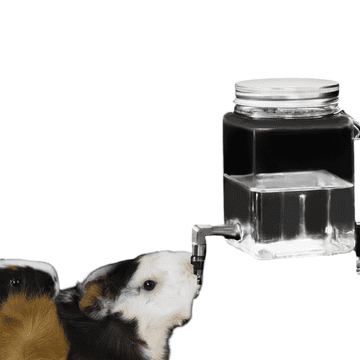 Nikcorp Steklenica za vodo za morske prašičke in glodavce, steklena, brez kapljanja, s sistemom za obešanje na kletko