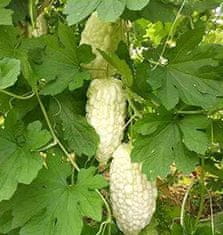 Nikcorp Semena kitajske grenke melone (Balzamka) - bela sorta, 10 semen, Momordica charantia, eksotična zelenjava