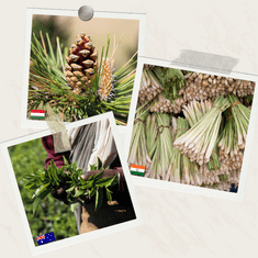 shumee Darilni set naravnih eteričnih olj z lesenim stojalom - Premium