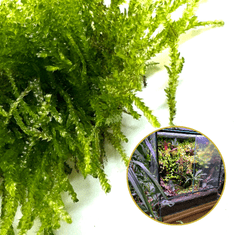 shumee Živi mah in vitro Naravni živi mah za terarij VESICULARIA Jokajoči mah