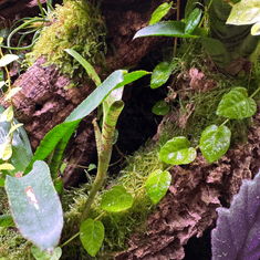 shumee Živi mah in vitro Naravni živi mah za terarij VESICULARIA Jokajoči mah