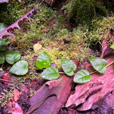 shumee Živi mah in vitro Naravni živi mah za terarij VESICULARIA Jokajoči mah