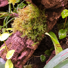 shumee Živi mah in vitro Naravni živi mah za terarij VESICULARIA Jokajoči mah