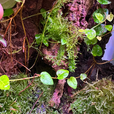 shumee Živi mah in vitro Naravni živi mah za terarij VESICULARIA Jokajoči mah