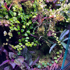 shumee Živi mah in vitro Naravni živi mah za terarij VESICULARIA Božični mah