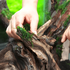 shumee Živi mah in vitro Naravni živi mah za terarij VESICULARIA Božični mah