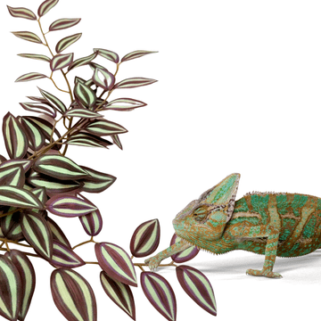 shumee Umetna tropska rastlina BioBush No6 za terarij, pajek