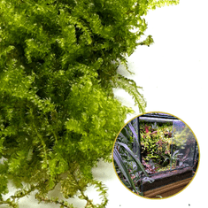 shumee Živi mah in vitro Naravni živi mah za terarij VESICULARIA Božični mah