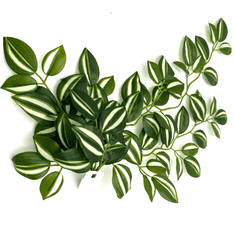 shumee Umetna tropska rastlina BioBush No2 za terarij, pajek