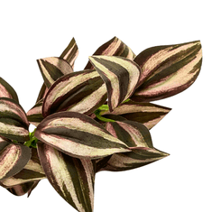 shumee Umetna rastlina za terarij, pajka, vijolična veja