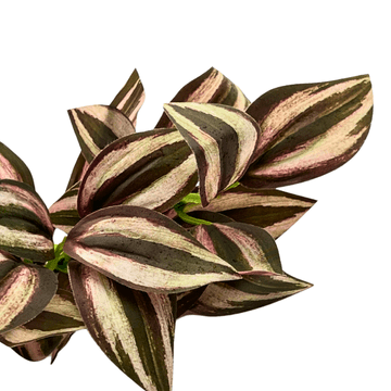 shumee Umetna rastlina za terarij, pajka, vijolična veja