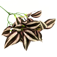 shumee Umetna rastlina za terarij, pajka, vijolična veja