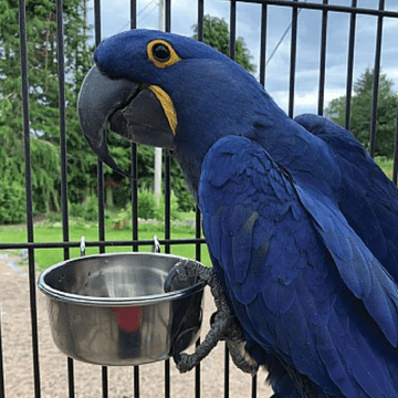 shumee Kovinska skleda iz nerjavečega jekla M, viseča - 600 ml