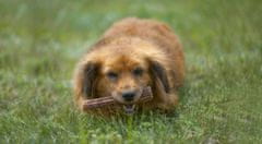 shumee ŽVEČILNE PASTILE IZ NARAVNIH JELENJIH ROGOV ZA PSE, TRDE, M John Dog, približno 12 cm