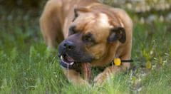 shumee ŽVEČILNE PASTILE IZ NARAVNIH JELENJIH ROGOV ZA PSE, TRDE, M John Dog, približno 12 cm