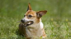 shumee ŽVEČILNE PASTILE IZ NARAVNIH JELENJIH ROGOV ZA PSE, TRDE, M John Dog, približno 12 cm