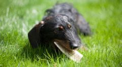 shumee ŽVEČILNA IGRAČA ZA PSE IZ NARAVNIH JELENJIH ROGOV, MEHKA, velikost John Dog, približno 9 cm