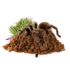 shumee BioCoco Husk Brick Briketi iz kokosovih sekancev, 500 g, zaviti v folijo za terarije