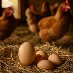 shumee Osnovno jajce jajce za piščanca kokošja jajca velika umetna jajca vzreja piščancev