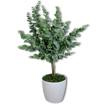 shumee Lončnica - evkaliptus 58 cm