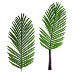 shumee Veliki listi - Datljeva palma 81 cm