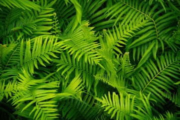shumee Magnetna podloga za pokrov radiatorja Fern Leaves 60x100cm