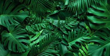 shumee Magnetna podloga za pokrov radiatorja Monstera listi 60x100cm