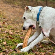 4DOGS 4DOGS žvečljive tablete s cimetovim drevesom, velikost L