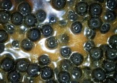 shumee Carp Food Mini Oil Hookers - kroglice za trnek 12 mm/50 g Jastog in rak