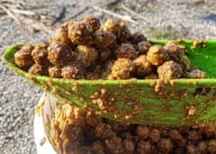 shumee Beljakovinske kroglice Euro Boilies 22 mm/1 kg jagoda