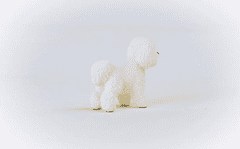 Schleich Farm World 13963 Pes Bichon Frise