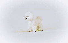 Schleich Farm World 13963 Pes Bichon Frise