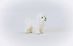 Schleich Farm World 13963 Pes Bichon Frise