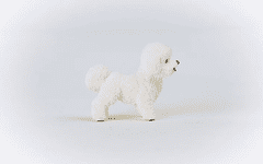 Schleich Farm World 13963 Pes Bichon Frise