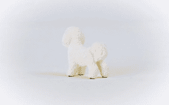 Schleich Farm World 13963 Pes Bichon Frise