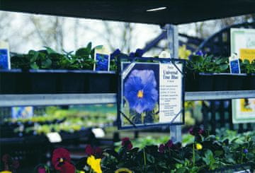 Tablica z imenom SL 602 črna 20x15 cm za voziček CC